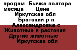 продам  Бычка полтора месяца1.5 › Цена ­ 15 000 - Иркутская обл., Братский р-н, Александровка с. Животные и растения » Другие животные   . Иркутская обл.